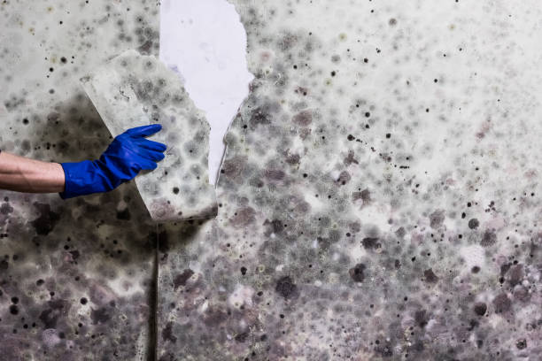 Best Mold Testing and Inspection Services in Enlow, PA